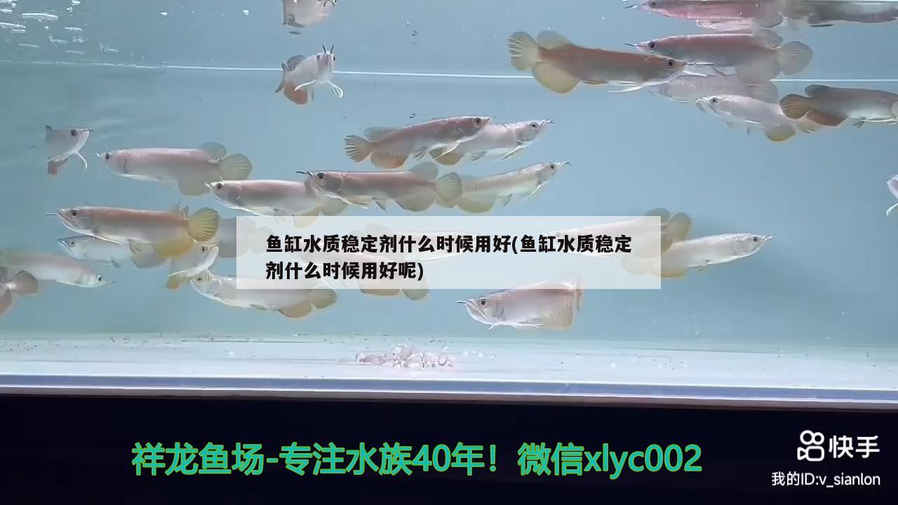 鱼缸水质稳定剂什么时候用好(鱼缸水质稳定剂什么时候用好呢) 飞凤鱼