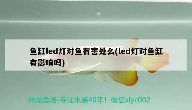 鱼缸led灯对鱼有害处么(led灯对鱼缸有影响吗) 超血红龙鱼