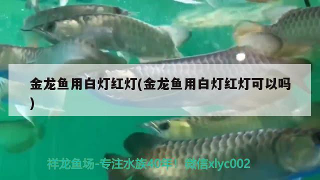 金龙鱼用白灯红灯(金龙鱼用白灯红灯可以吗)