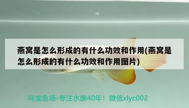 燕窝是怎么形成的有什么功效和作用(燕窝是怎么形成的有什么功效和作用图片)