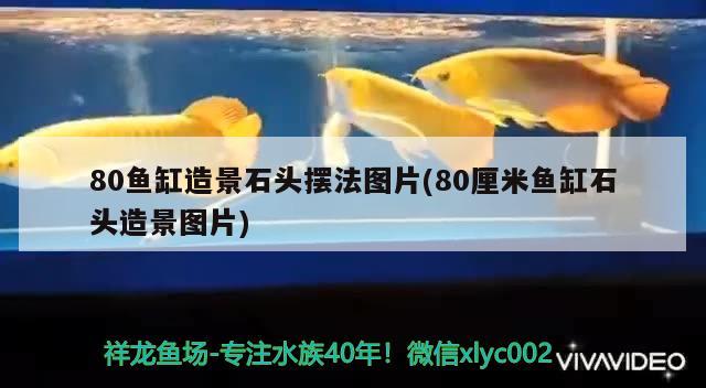 80鱼缸造景石头摆法图片(80厘米鱼缸石头造景图片) 广州观赏鱼鱼苗批发市场