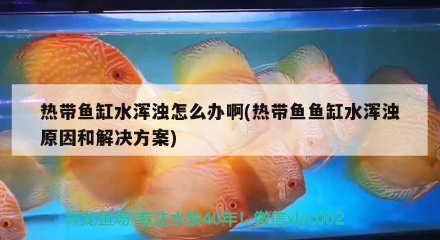 热带鱼缸水浑浊怎么办啊(热带鱼鱼缸水浑浊原因和解决方案) 粗线银版鱼