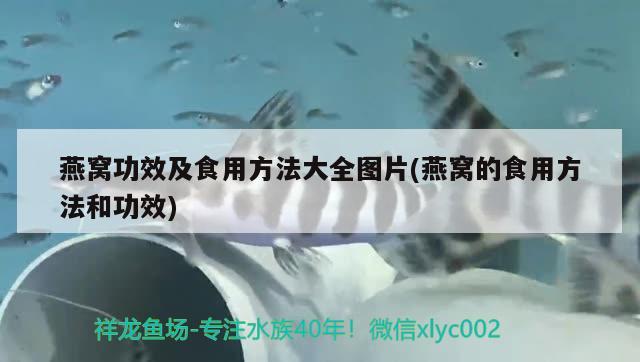 燕窝功效及食用方法大全图片(燕窝的食用方法和功效) 马来西亚燕窝