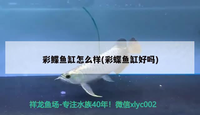 彩鲽鱼缸怎么样(彩蝶鱼缸好吗) 祥龙水族滤材/器材