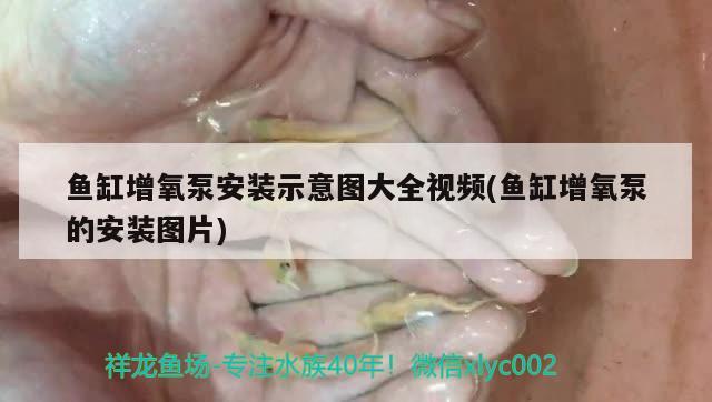 鱼缸增氧泵安装示意图大全视频(鱼缸增氧泵的安装图片) 玫瑰银版鱼