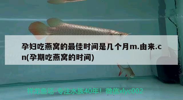 孕妇吃燕窝的最佳时间是几个月m.由来.cn(孕期吃燕窝的时间) 马来西亚燕窝