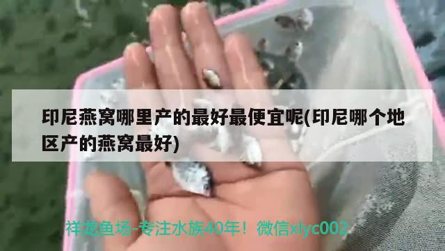 印尼燕窝哪里产的最好最便宜呢(印尼哪个地区产的燕窝最好) 马来西亚燕窝