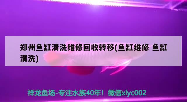 斗鱼专用饲料哪个好：斗鱼饲料适合吃多大的 广州水族批发市场 第3张