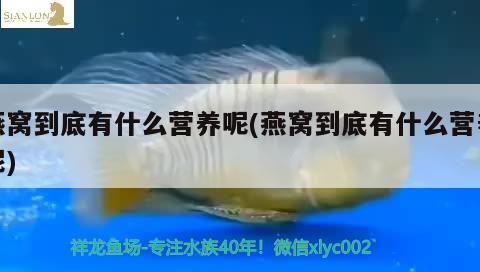 燕窝到底有什么营养呢(燕窝到底有什么营养呢)