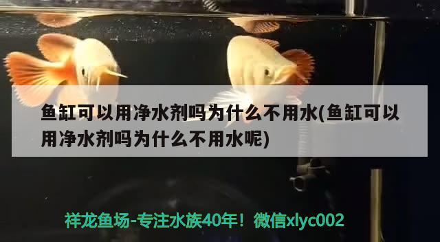 鱼缸可以用净水剂吗为什么不用水(鱼缸可以用净水剂吗为什么不用水呢) 观赏虾蟹等饲料