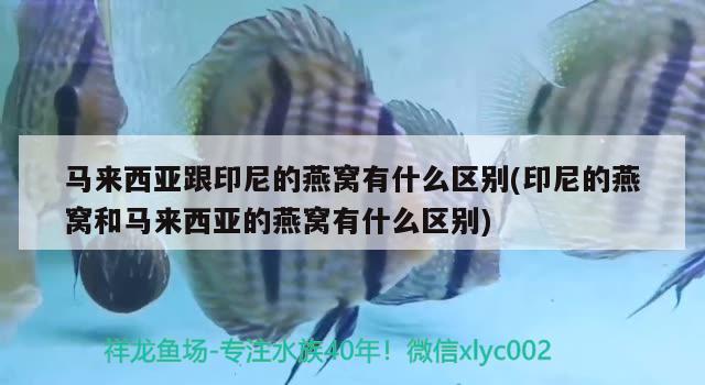 马来西亚跟印尼的燕窝有什么区别(印尼的燕窝和马来西亚的燕窝有什么区别) 马来西亚燕窝