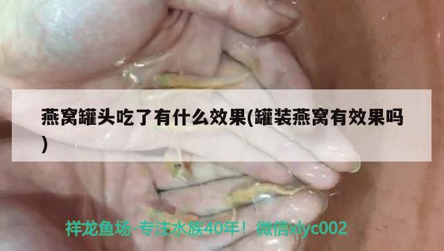 燕窝罐头吃了有什么效果(罐装燕窝有效果吗) 马来西亚燕窝