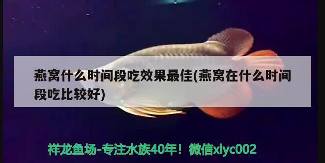 燕窝什么时间段吃效果最佳(燕窝在什么时间段吃比较好)