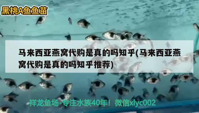 马来西亚燕窝代购是真的吗知乎(马来西亚燕窝代购是真的吗知乎推荐)