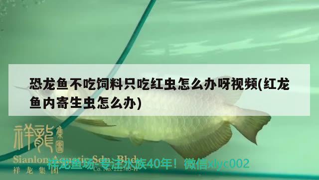 恐龙鱼不吃饲料只吃红虫怎么办呀视频(红龙鱼内寄生虫怎么办) 萨伊蓝鱼