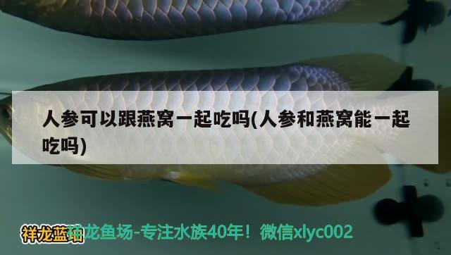 人参可以跟燕窝一起吃吗(人参和燕窝能一起吃吗) 马来西亚燕窝