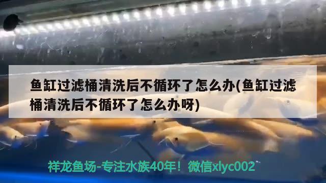 鱼缸过滤桶清洗后不循环了怎么办(鱼缸过滤桶清洗后不循环了怎么办呀) 蓝底过背金龙鱼