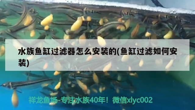 水族鱼缸过滤器怎么安装的(鱼缸过滤如何安装) 喷点菠萝鱼