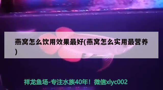 银龙鱼吃鱼粮吗怎么喂食（60公分银龙鱼多久喂一次） 印尼虎苗 第1张