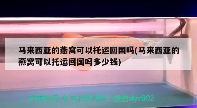 马来西亚的燕窝可以托运回国吗(马来西亚的燕窝可以托运回国吗多少钱) 马来西亚燕窝