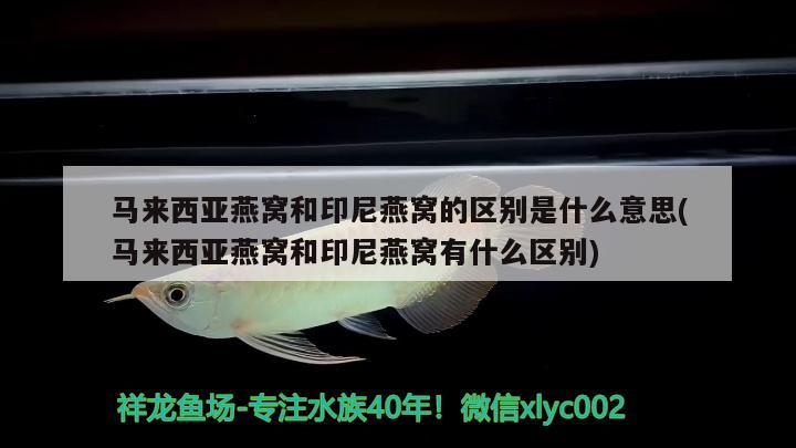 马来西亚燕窝和印尼燕窝的区别是什么意思(马来西亚燕窝和印尼燕窝有什么区别) 马来西亚燕窝