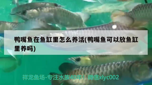 鸭嘴鱼在鱼缸里怎么养活(鸭嘴鱼可以放鱼缸里养吗)