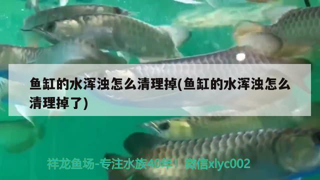 鱼缸的水浑浊怎么清理掉(鱼缸的水浑浊怎么清理掉了) 刀鱼鱼