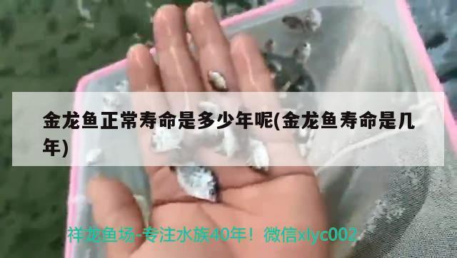 金龙鱼正常寿命是多少年呢(金龙鱼寿命是几年)