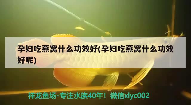 鱼缸需要放石子吗：鱼缸一定要放底砂吗 广州水族批发市场 第1张