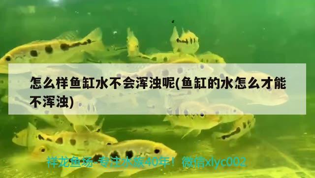 怎么样鱼缸水不会浑浊呢(鱼缸的水怎么才能不浑浊) 锦鲤鱼