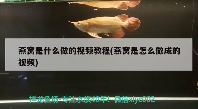 燕窝是什么做的视频教程(燕窝是怎么做成的视频)