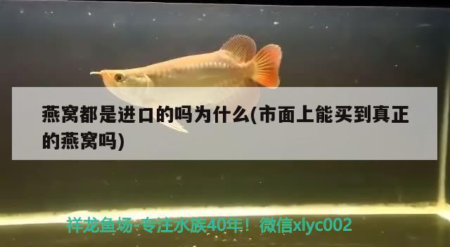 燕窝都是进口的吗为什么(市面上能买到真正的燕窝吗) 马来西亚燕窝