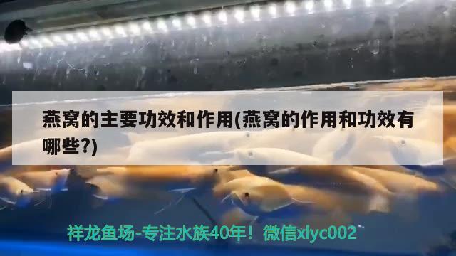 什么是红龙鱼掉眼（红龙鱼掉眼要怎么预防） 广州水族批发市场 第4张