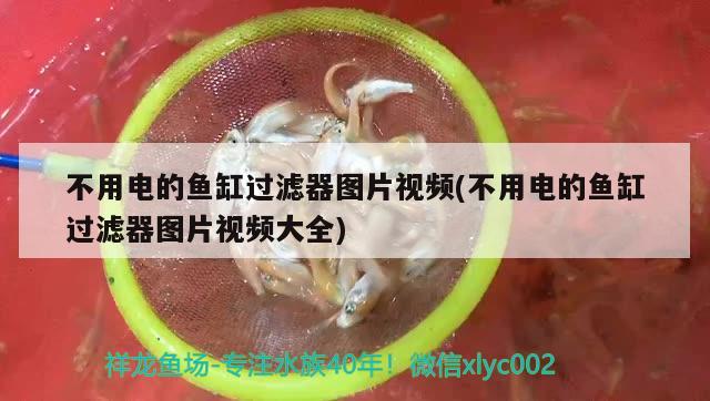 不用电的鱼缸过滤器图片视频(不用电的鱼缸过滤器图片视频大全) 龙凤鲤鱼 第1张