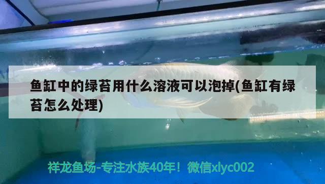 什么是红龙鱼掉眼（红龙鱼掉眼要怎么预防） 广州水族批发市场 第1张