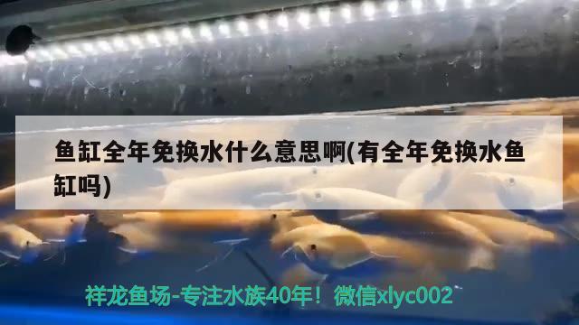 鱼缸全年免换水什么意思啊(有全年免换水鱼缸吗) 鸭嘴鲨鱼