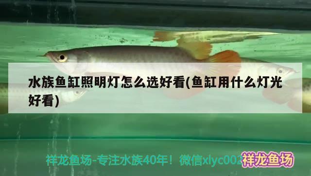 水族鱼缸照明灯怎么选好看(鱼缸用什么灯光好看) 鱼缸百科