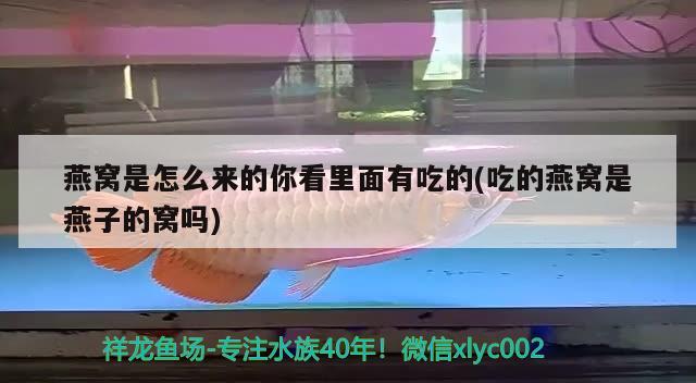 厦门观赏鱼回收电话号码多少（哪里的海最干净最好玩） 鹦鹉鱼 第1张