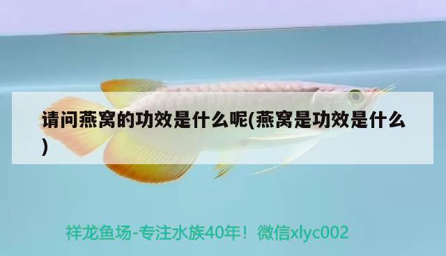 重庆水族馆2月18日 斯维尼关刀鱼 第2张