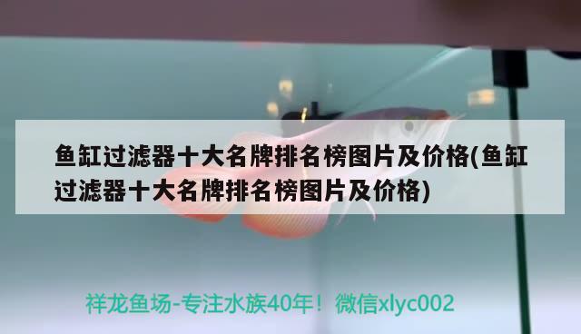 罗汉鱼沉木可以放进鱼缸吗，养罗汉的鱼缸里能不能放一些贝壳或假山之类的东西呢