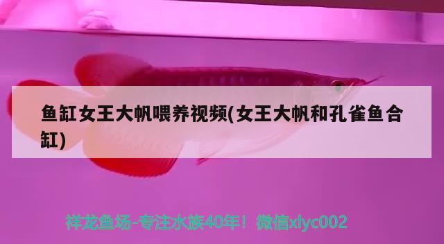 鱼缸女王大帆喂养视频(女王大帆和孔雀鱼合缸)