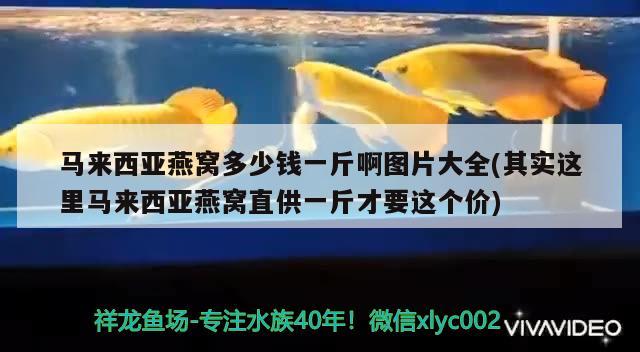 马来西亚燕窝多少钱一斤啊图片大全(其实这里马来西亚燕窝直供一斤才要这个价) 马来西亚燕窝