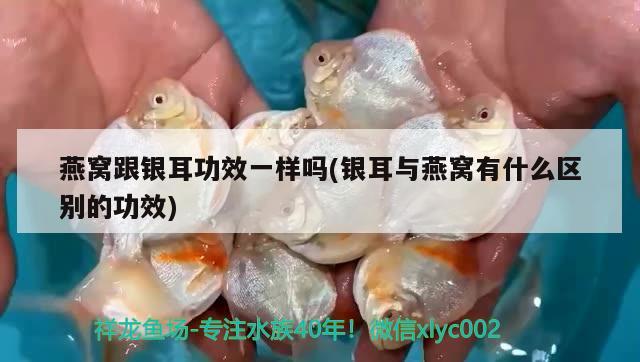 鱼缸过滤材料摆放顺序图解视频(鱼缸过滤材料摆放顺序图解视频大全) 胭脂孔雀龙鱼