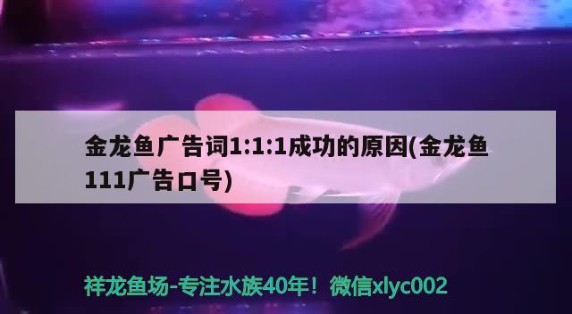 金龙鱼广告词1:1:1成功的原因(金龙鱼111广告口号)