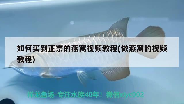 如何买到正宗的燕窝视频教程(做燕窝的视频教程) 马来西亚燕窝