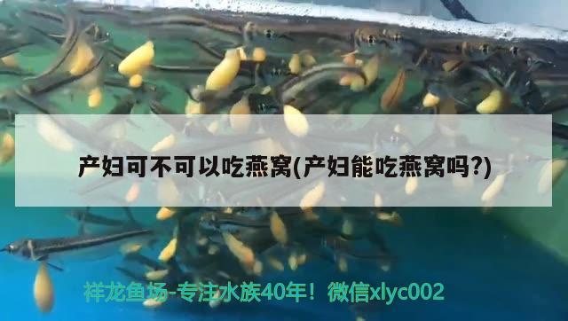 凌河区大勇水族用品店