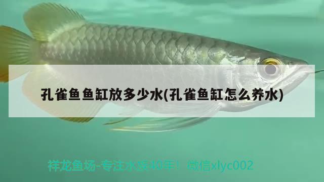 孔雀鱼鱼缸放多少水(孔雀鱼缸怎么养水)