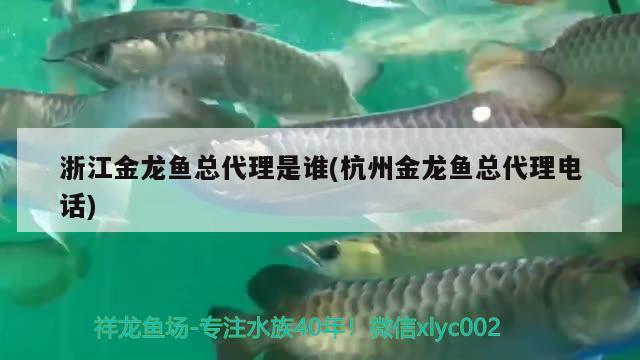 浙江金龙鱼总代理是谁(杭州金龙鱼总代理电话) 图腾金龙鱼