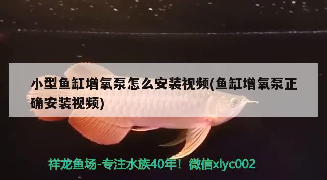 鱼缸阳光直射怎么解决问题呢视频（鱼缸阳光直射怎么解决问题呢视频讲解） 龙鱼百科