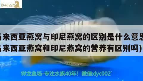 马来西亚燕窝与印尼燕窝的区别是什么意思(马来西亚燕窝和印尼燕窝的营养有区别吗)